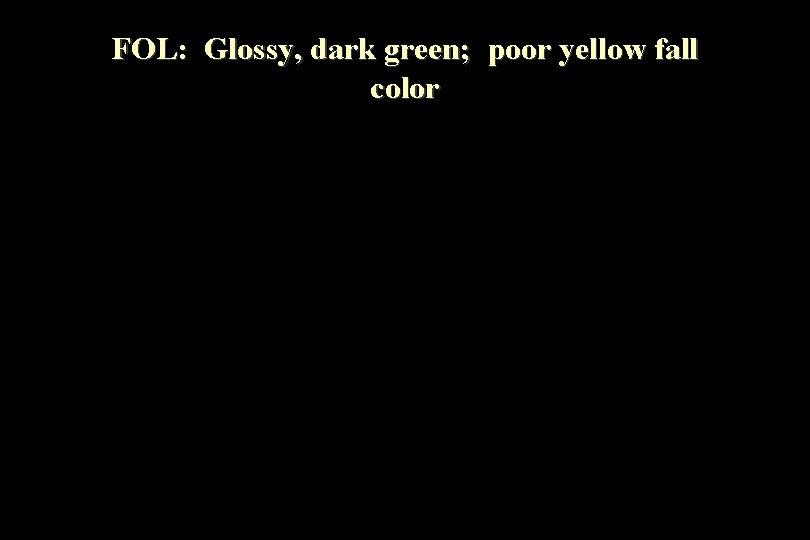 FOL: Glossy, dark green; poor yellow fall color 