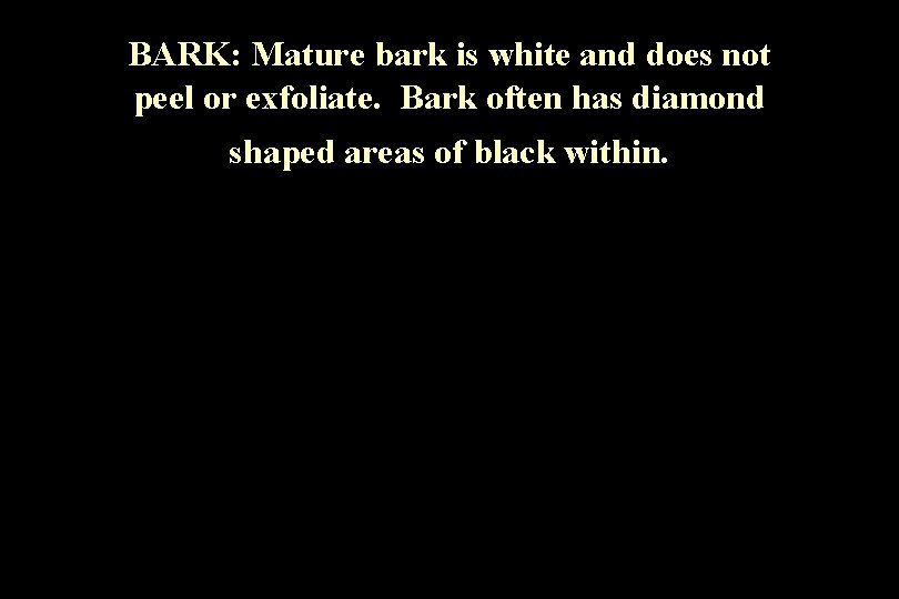 BARK: Mature bark is white and does not peel or exfoliate. Bark often has