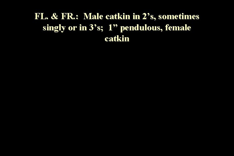 FL. & FR. : Male catkin in 2’s, sometimes singly or in 3’s; 1”