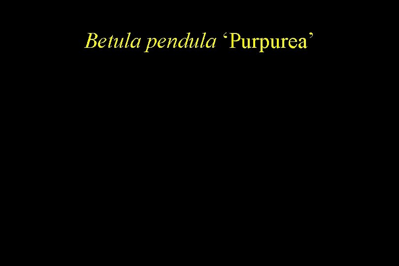 Betula pendula ‘Purpurea’ 