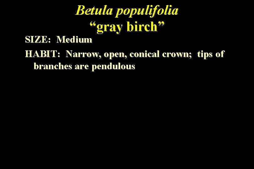 Betula populifolia “gray birch” SIZE: Medium HABIT: Narrow, open, conical crown; tips of branches