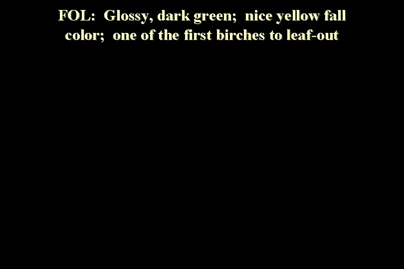 FOL: Glossy, dark green; nice yellow fall color; one of the first birches to