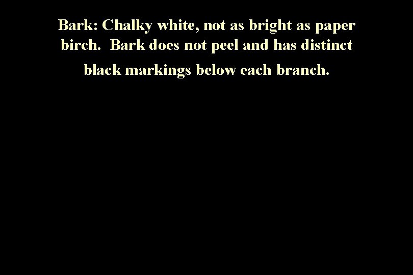 Bark: Chalky white, not as bright as paper birch. Bark does not peel and