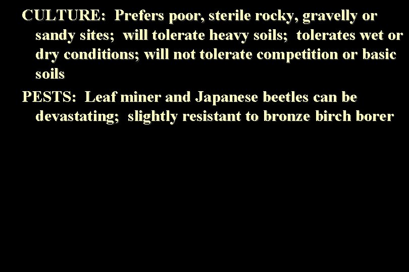 CULTURE: Prefers poor, sterile rocky, gravelly or sandy sites; will tolerate heavy soils; tolerates