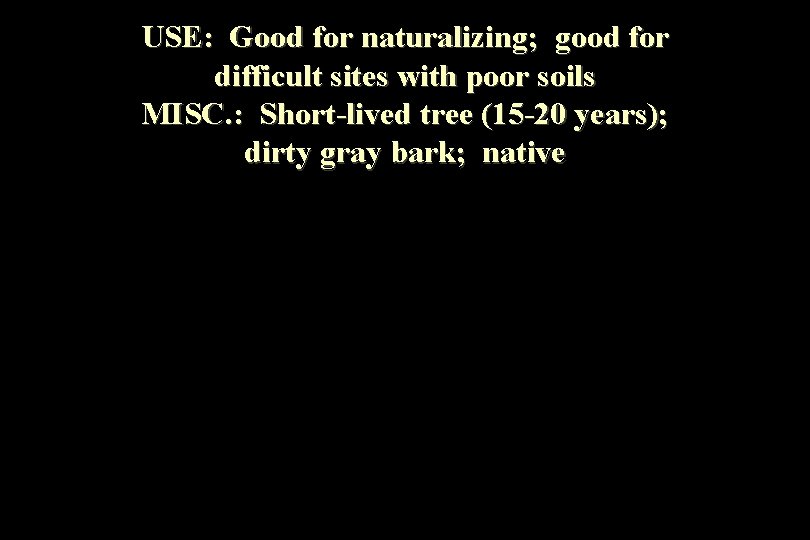 USE: Good for naturalizing; good for difficult sites with poor soils MISC. : Short-lived