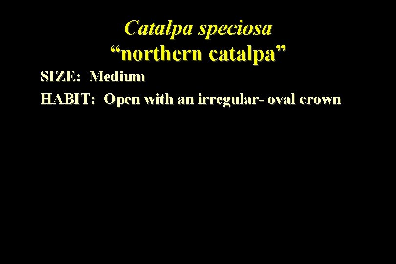 Catalpa speciosa “northern catalpa” SIZE: Medium HABIT: Open with an irregular- oval crown 