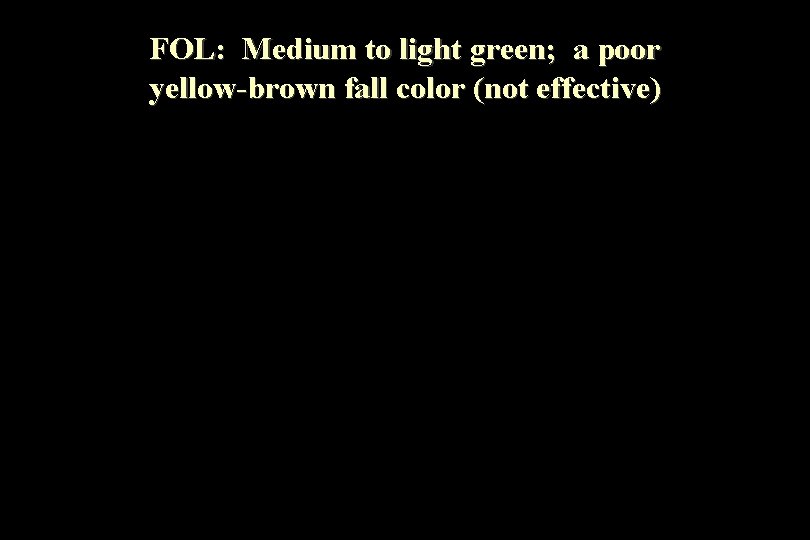 FOL: Medium to light green; a poor yellow-brown fall color (not effective) 