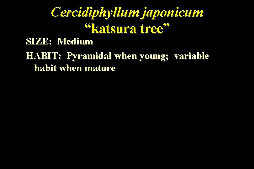 Cercidiphyllum japonicum “katsura tree” SIZE: Medium HABIT: Pyramidal when young; variable habit when mature