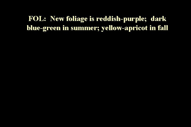 FOL: New foliage is reddish-purple; dark blue-green in summer; yellow-apricot in fall 