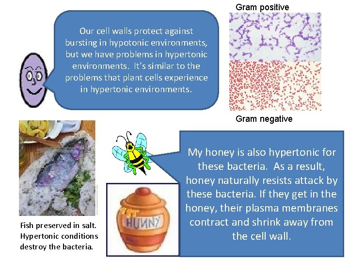 Gram positive Our cell walls protect against bursting in hypotonic environments, but we have