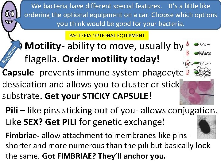 We bacteria have different special features. It’s a little like ordering the optional equipment