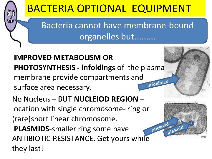 BACTERIA OPTIONAL EQUIPMENT Bacteria cannot have membrane-bound organelles but. . IMPROVED METABOLISM OR PHOTOSYNTHESIS