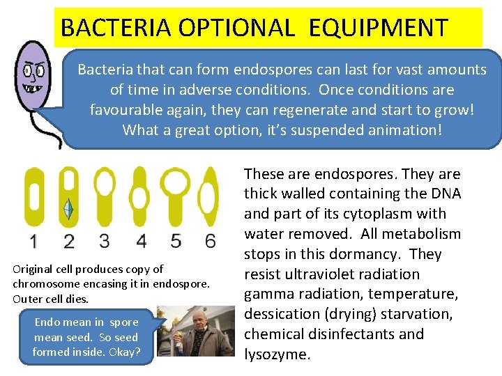 BACTERIA OPTIONAL EQUIPMENT Bacteria that can form endospores can last for vast amounts of