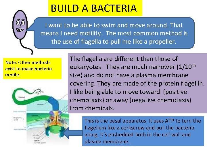 BUILD A BACTERIA I want to be able to swim and move around. That