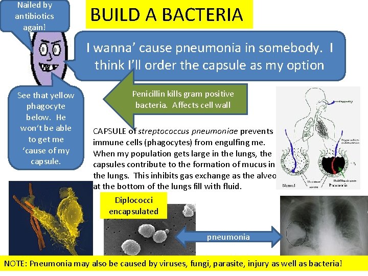 Nailed by antibiotics again! BUILD A BACTERIA I wanna’ cause pneumonia in somebody. I