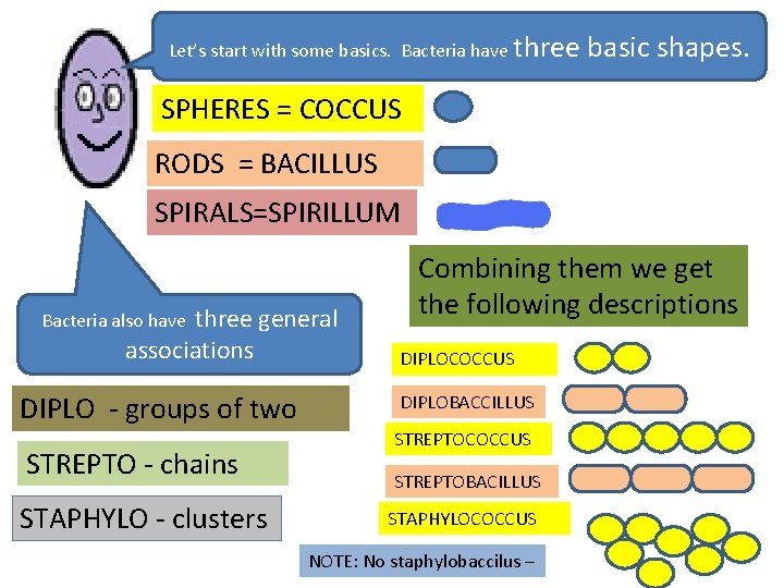 Let’s start with some basics. Bacteria have three basic shapes. SPHERES = COCCUS RODS