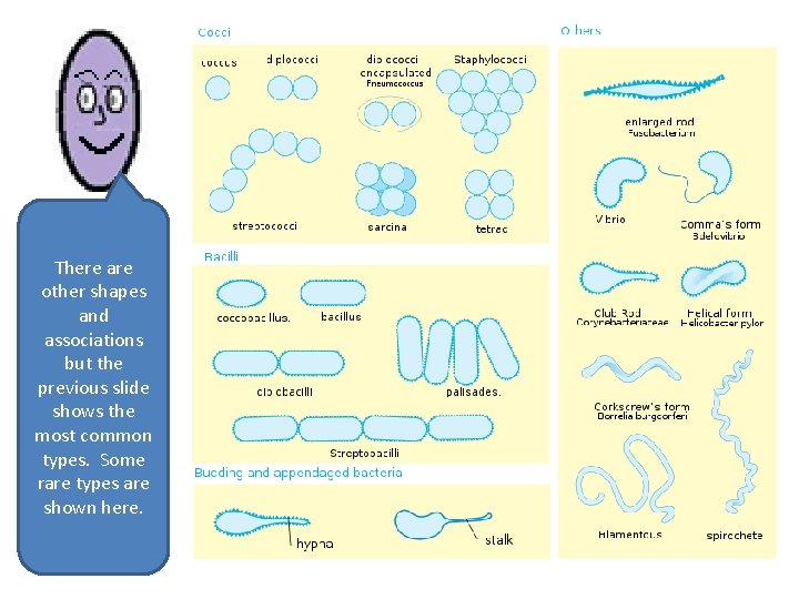There are other shapes and associations but the previous slide shows the most common