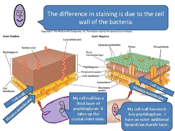 The difference in staining is due to the cell wall of the bacteria. ll