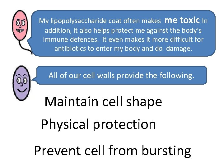 My lipopolysaccharide coat often makes me toxic In addition, it also helps protect me