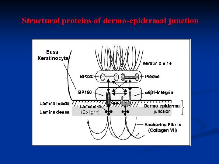 Structural proteins of dermo-epidermal junction 