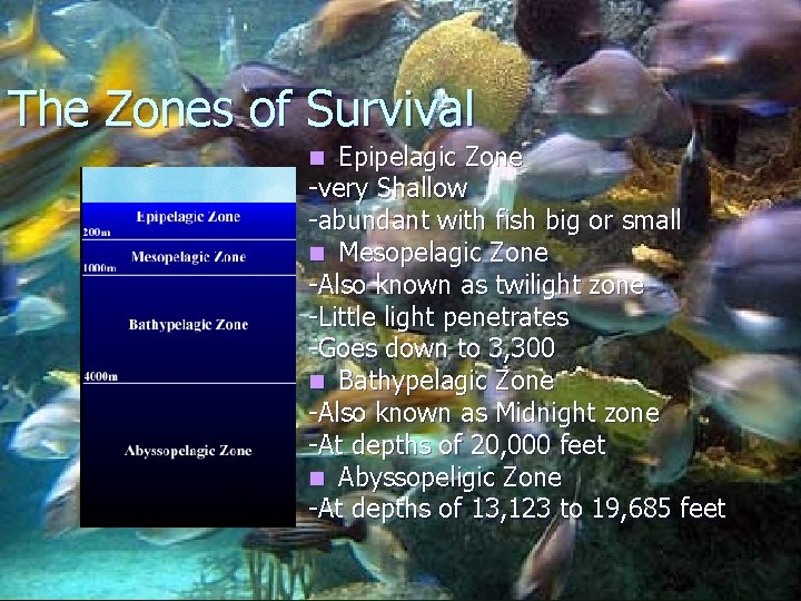 The Zones of Survival Epipelagic Zone -very Shallow -abundant with fish big or small