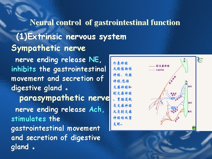 Neural control of gastrointestinal function (1)Extrinsic nervous system Sympathetic nerve ending release NE, inhibits Neural control of gastrointestinal function (1)Extrinsic nervous system Sympathetic nerve ending release NE, inhibits