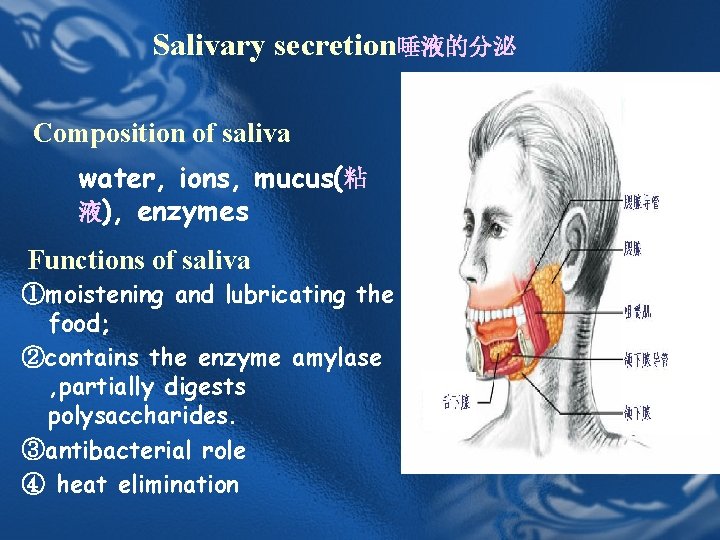 Salivary secretion唾液的分泌 Composition of saliva water, ions, mucus(粘 液), enzymes Functions of saliva ①moistening Salivary secretion唾液的分泌 Composition of saliva water, ions, mucus(粘 液), enzymes Functions of saliva ①moistening