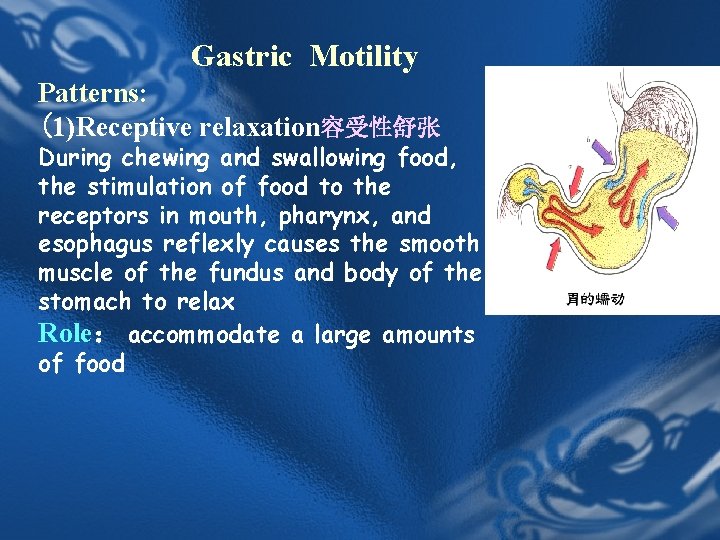 Gastric Motility Patterns: (1)Receptive relaxation容受性舒张 During chewing and swallowing food, the stimulation of food Gastric Motility Patterns: (1)Receptive relaxation容受性舒张 During chewing and swallowing food, the stimulation of food
