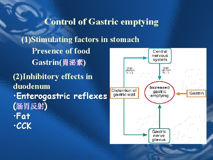 Control of Gastric emptying (1)Stimulating factors in stomach Presence of food Gastrin(胃泌素) (2)Inhibitory effects Control of Gastric emptying (1)Stimulating factors in stomach Presence of food Gastrin(胃泌素) (2)Inhibitory effects