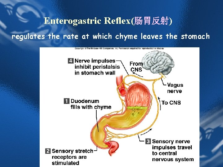Enterogastric Reflex(肠胃反射) regulates the rate at which chyme leaves the stomach Enterogastric Reflex(肠胃反射) regulates the rate at which chyme leaves the stomach