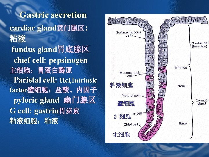 Gastric secretion cardiac gland贲门腺区: 粘液 fundus gland胃底腺区 chief cell: pepsinogen 主细胞:胃蛋白酶原 Parietal cell: Hcl, Gastric secretion cardiac gland贲门腺区: 粘液 fundus gland胃底腺区 chief cell: pepsinogen 主细胞:胃蛋白酶原 Parietal cell: Hcl,