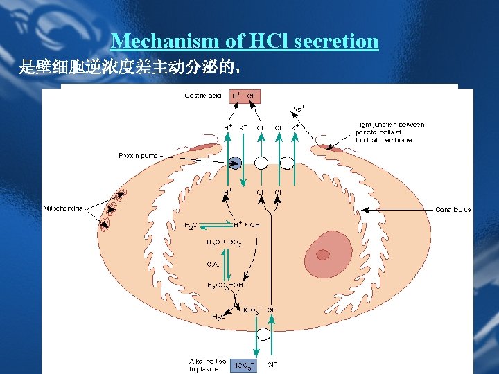 Mechanism of HCl secretion 是壁细胞逆浓度差主动分泌的, Mechanism of HCl secretion 是壁细胞逆浓度差主动分泌的,