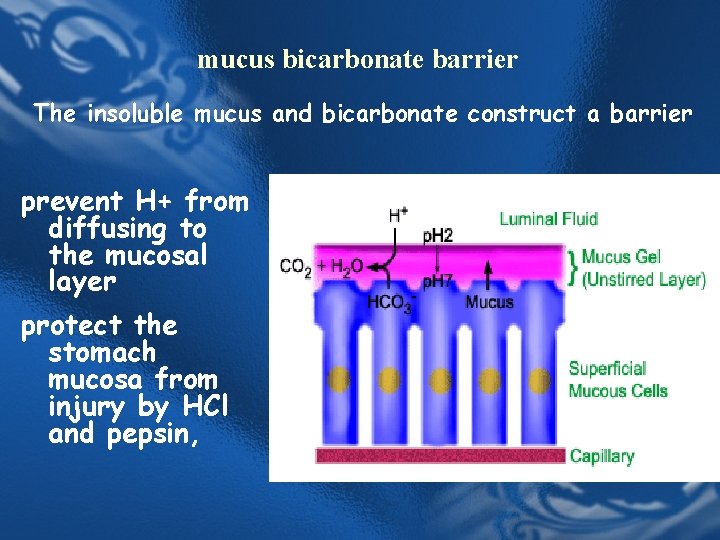 mucus bicarbonate barrier The insoluble mucus and bicarbonate construct a barrier prevent H+ from mucus bicarbonate barrier The insoluble mucus and bicarbonate construct a barrier prevent H+ from