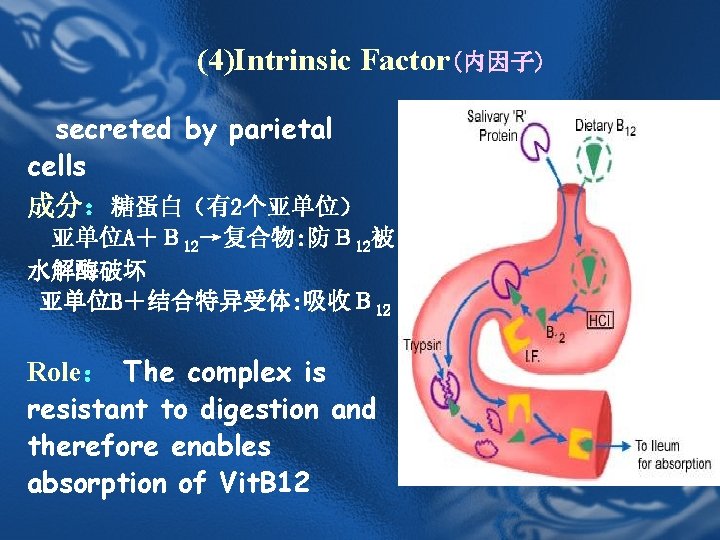 (4)Intrinsic Factor(内因子) secreted by parietal cells 成分:糖蛋白(有2个亚单位) 亚单位A+B 12→复合物: 防B 12被 水解酶破坏 亚单位B+结合特异受体: 吸收B (4)Intrinsic Factor(内因子) secreted by parietal cells 成分:糖蛋白(有2个亚单位) 亚单位A+B 12→复合物: 防B 12被 水解酶破坏 亚单位B+结合特异受体: 吸收B