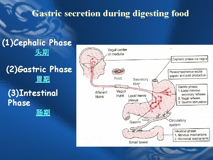 Gastric secretion during digesting food (1)Cephalic Phase 头期 (2)Gastric Phase 胃期 (3)Intestinal Phase 肠期 Gastric secretion during digesting food (1)Cephalic Phase 头期 (2)Gastric Phase 胃期 (3)Intestinal Phase 肠期