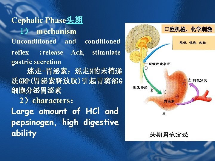 Cephalic Phase头期 1) mechanism Unconditioned and 口腔机械、化学刺激 conditioned reflex : release Ach, stimulate gastric Cephalic Phase头期 1) mechanism Unconditioned and 口腔机械、化学刺激 conditioned reflex : release Ach, stimulate gastric