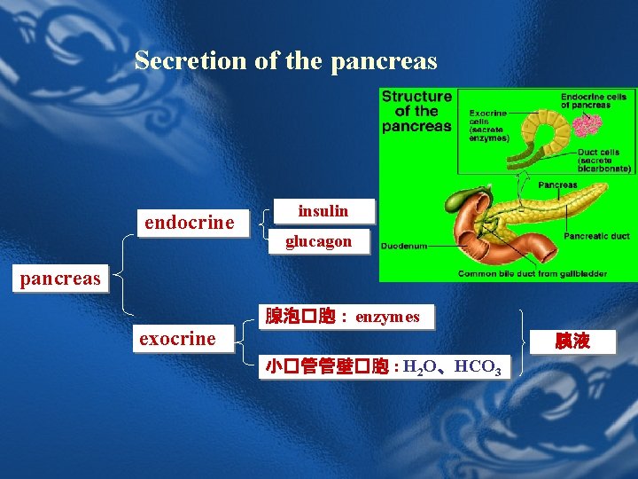 Secretion of the pancreas endocrine insulin glucagon pancreas 腺泡�胞: enzymes exocrine 胰液 小�管管壁�胞 : Secretion of the pancreas endocrine insulin glucagon pancreas 腺泡�胞: enzymes exocrine 胰液 小�管管壁�胞 :