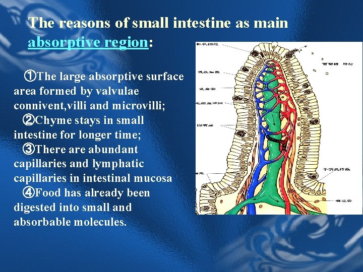 The reasons of small intestine as main absorptive region: ①The large absorptive surface area The reasons of small intestine as main absorptive region: ①The large absorptive surface area
