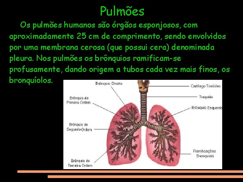 Pulmões Os pulmões humanos são órgãos esponjosos, com aproximadamente 25 cm de comprimento, sendo