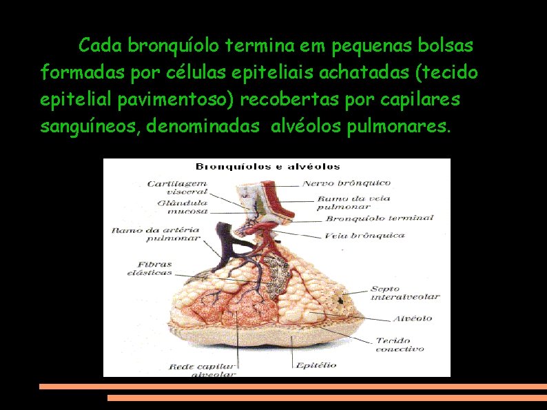 Cada bronquíolo termina em pequenas bolsas formadas por células epiteliais achatadas (tecido epitelial pavimentoso)