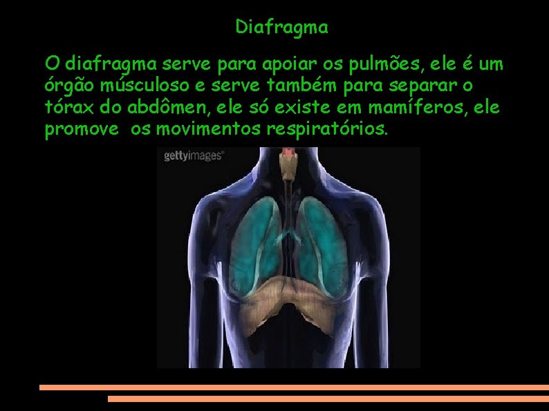 Diafragma O diafragma serve para apoiar os pulmões, ele é um órgão músculoso e