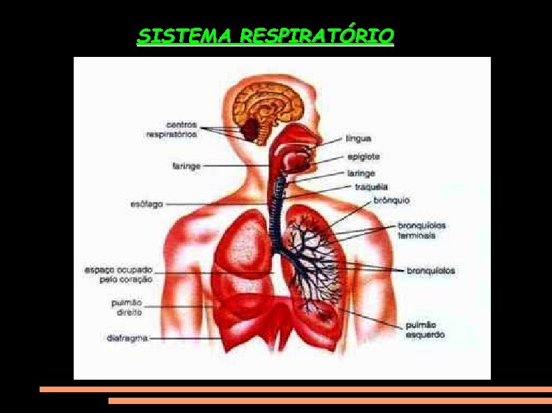 SISTEMA RESPIRATÓRIO 