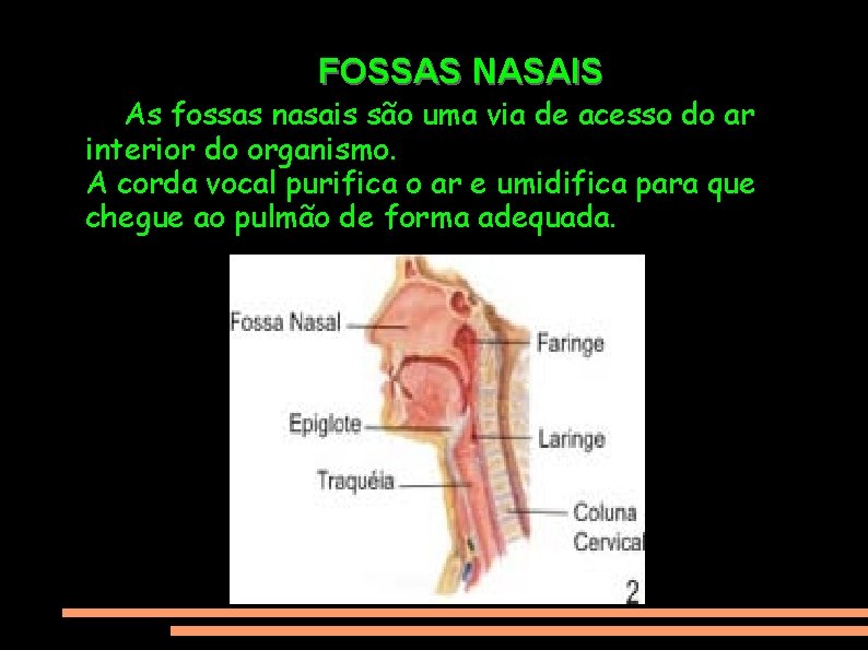 FOSSAS NASAIS As fossas nasais são uma via de acesso do ar interior do