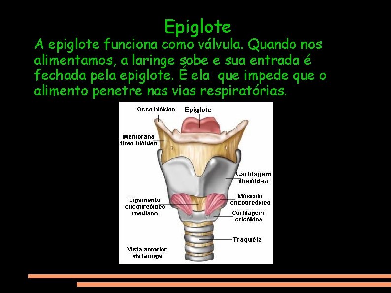 Epiglote A epiglote funciona como válvula. Quando nos alimentamos, a laringe sobe e sua