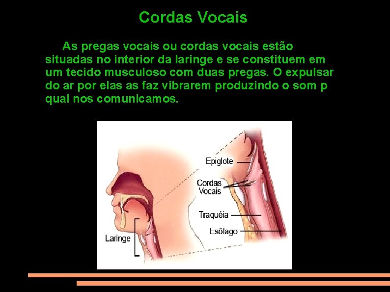 CORDAS VOCAIS Cordas Vocais As pregas vocais ou cordas vocais estão situadas no interior