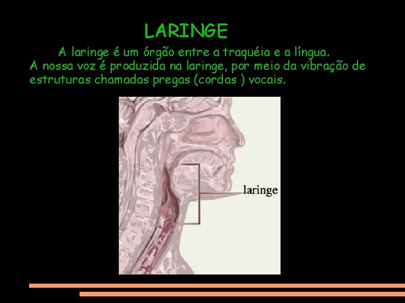 LARINGE A laringe é um órgão entre a traquéia e a língua. A nossa