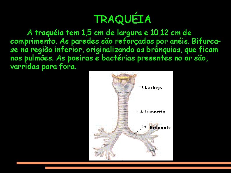 TRAQUÉIA A traquéia tem 1, 5 cm de largura e 10, 12 cm de
