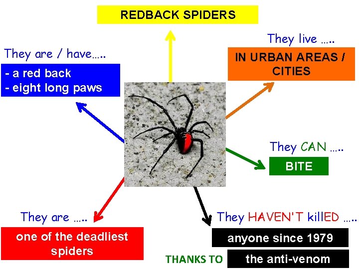 REDBACK SPIDERS They live …. . They are / have…. . IN URBAN AREAS REDBACK SPIDERS They live …. . They are / have…. . IN URBAN AREAS