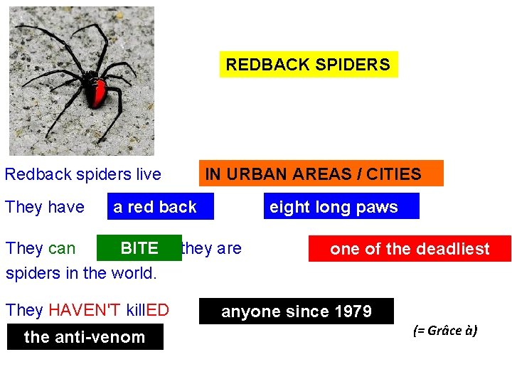 REDBACK SPIDERS Redback spiders live They have IN URBAN AREAS. / CITIES and a REDBACK SPIDERS Redback spiders live They have IN URBAN AREAS. / CITIES and a