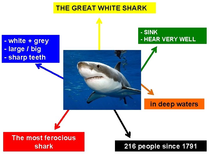 THE GREAT WHITE SHARK - white + grey - large / big - sharp THE GREAT WHITE SHARK - white + grey - large / big - sharp